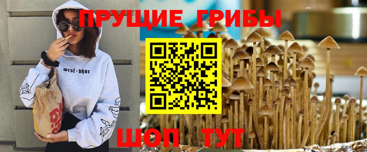 Новокузнецк  Галлюциногенные грибы Psilocybine cubensis  Вход с VPN 